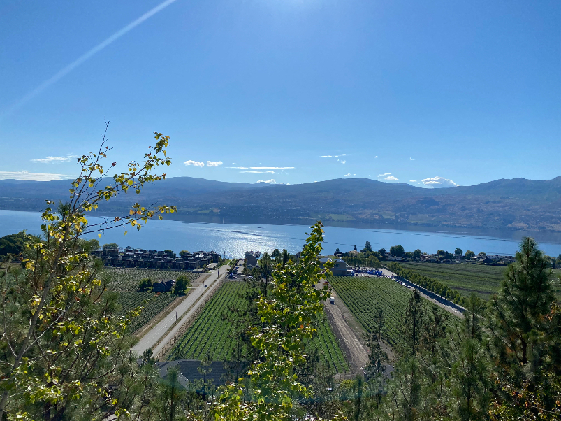 Weinanbau in West-Kelowna