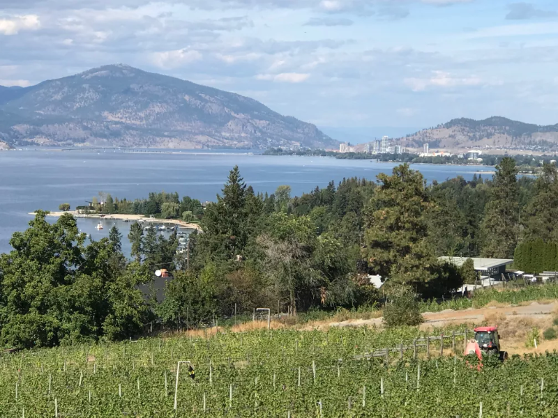 Ausblick vom Restaurant "Summerhill Pyramid Winery"