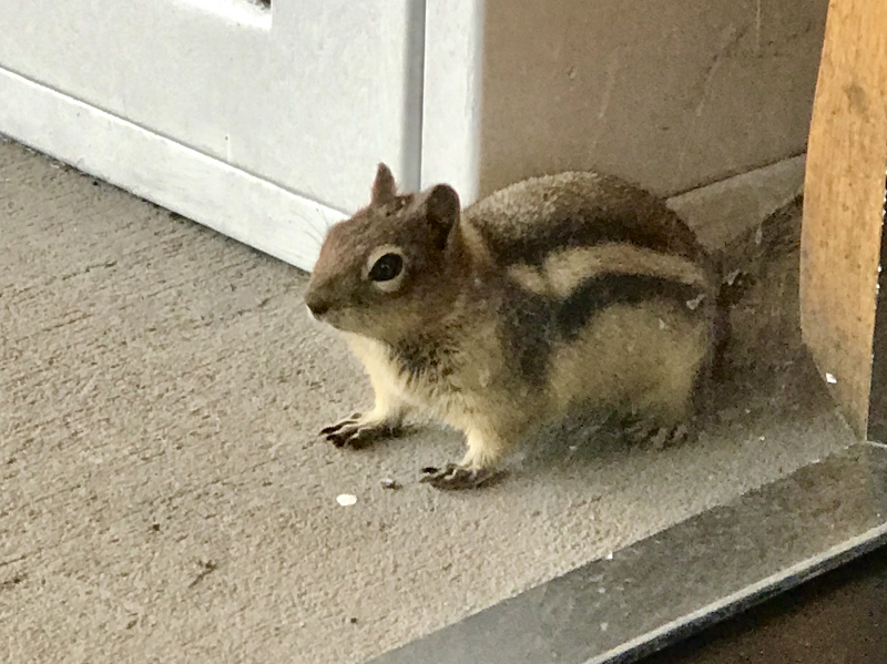 Streifenhörnchen in Lake Louise