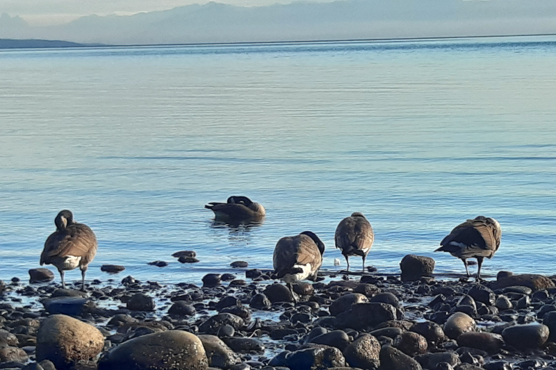 Parksville - Strandspaziergang