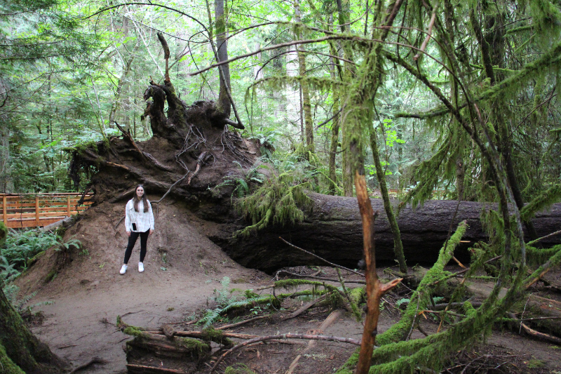 Cathedral Grove im Mac Millan Provincial Park