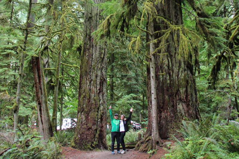 Cathedral Grove im Mac Millan Provincial Park