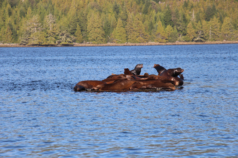 Robben in Ucluelet