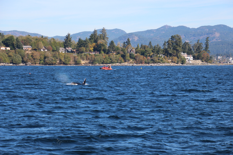 Whale-Watching-Tour