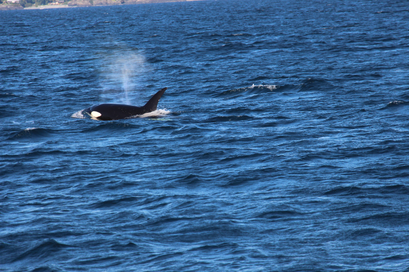 Whale-Watching-Tour