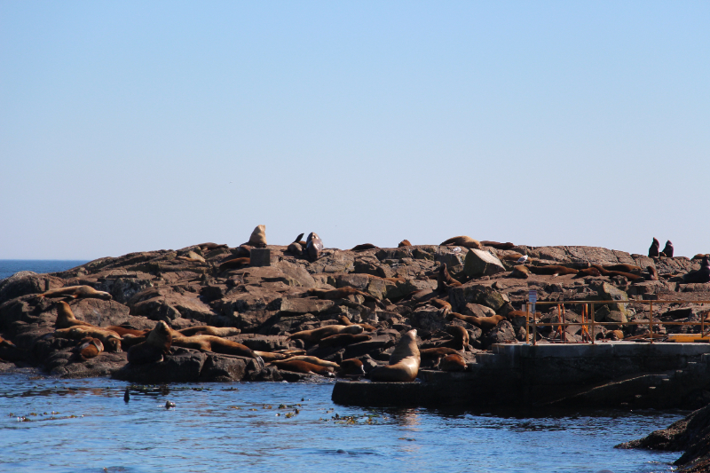 Whale-Watching-Tour - Robben