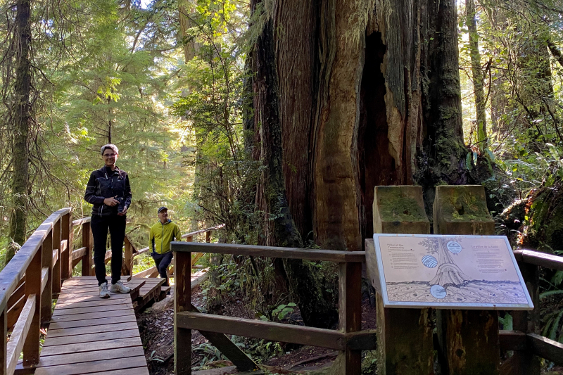 Rainforest Trail im Pacific Rim National Park Reserve