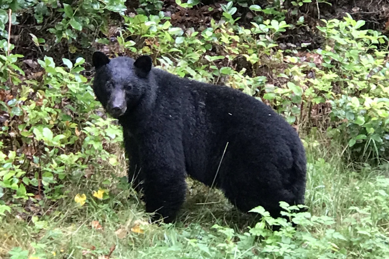 Unser erster Bär !!!!